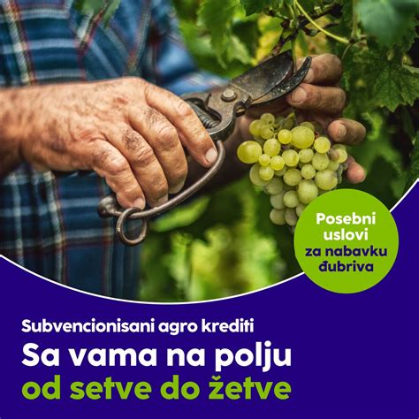 Shema: Postopek od setve do žetve semen in uporabe listov amaranta