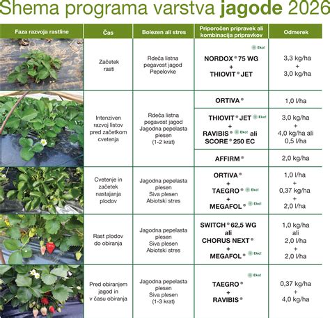 Shema priprave sadnega preliva: praženje rabarbare in jagod na maslu.