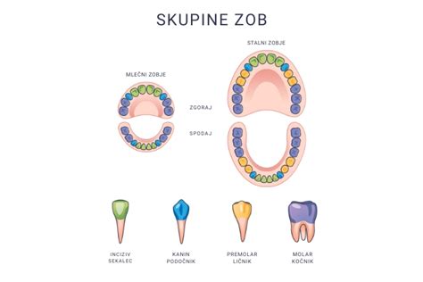 Infografika: Anatomija zoba, prikaz sklenine in dentina ter mehanizem nastanka zabarvanosti zaradi zunanjih vplivov.