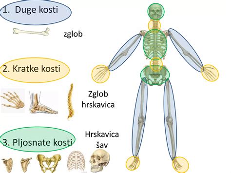 Prikaz vnetega sklepa in razlike med zdravim ter poškodovanim hrustancem