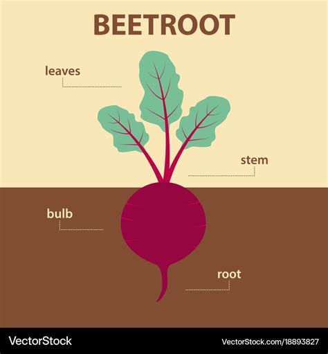 Infographic showing different parts of beetroot plant and their culinary uses