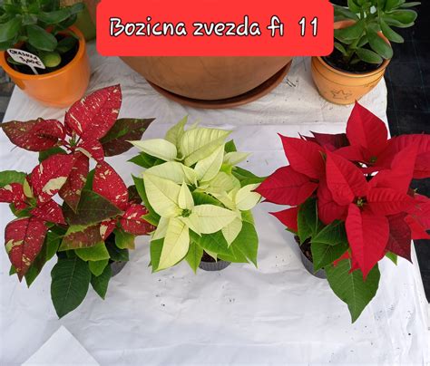 Tematska fotografija božične zvezde peciva na praznični mizi