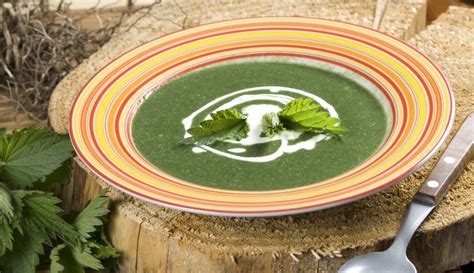 Fotografija raznolikih jedi iz kopriv: juha, zavitek, pesto, čips
