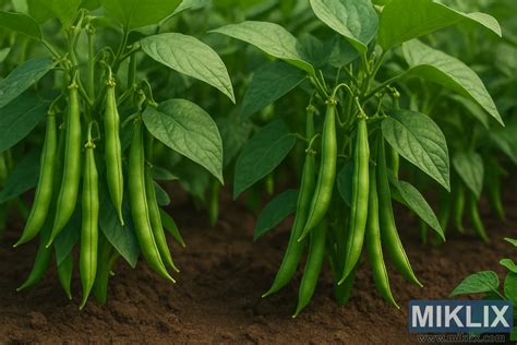 slika fižola, ki raste ob paradižniku