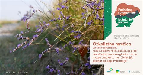 Infografika, ki prikazuje molekularne spremembe v mesu med začinjanjem