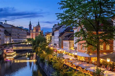 fotografija vrtnice 'Ljubljana'