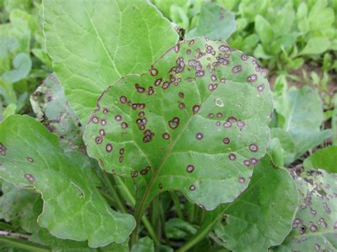 Rdeča pesa, listna pegavost (Cercospora beticola) - posnetek poškodovanih listov z rjavimi pegami