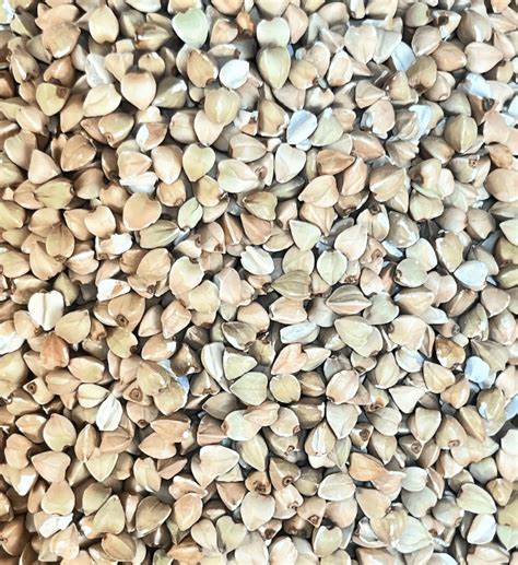 Ilustracija zrna heljde