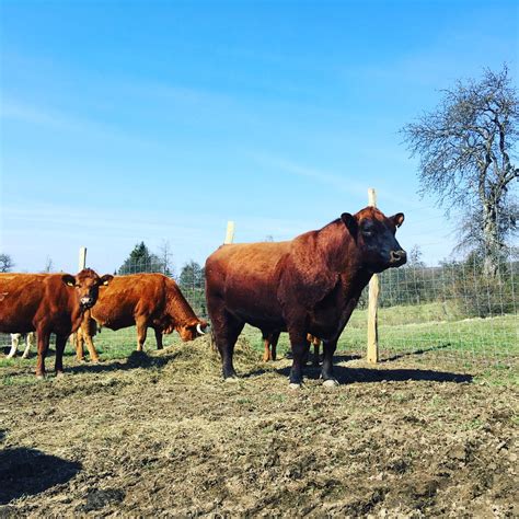 Fotografija bio goveda pasme Rdeči Angus na pašniku