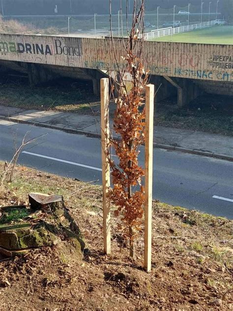 Infografika, ki primerja trdoto češnjevega lesa in hrasta na Jankovi lestvici
