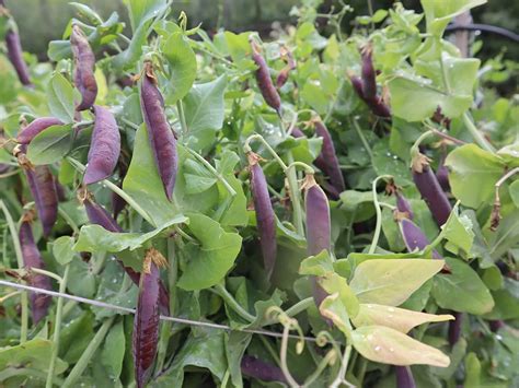 Ilustracija rožičevca z zrelimi stroki