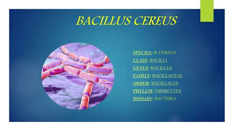 shema delovanja bakterije Bacillus cereus v rižu