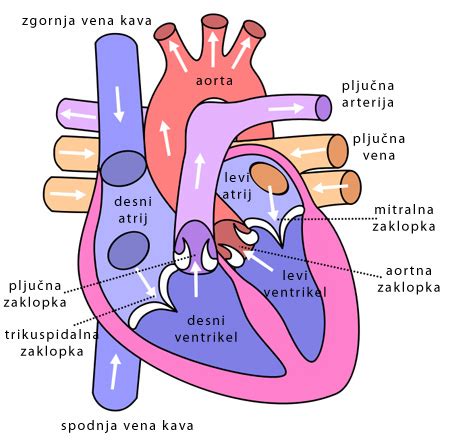 Shema, ki prikazuje pretok krvi v srcu in arterijah ter učinke flavonoidov na ožilje.