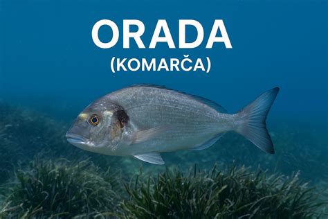 Sveža orada na ledu