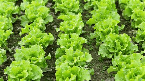 Skleda pozole juhe z različnimi dodatki, kot so redkvice, zelena solata in limeta.