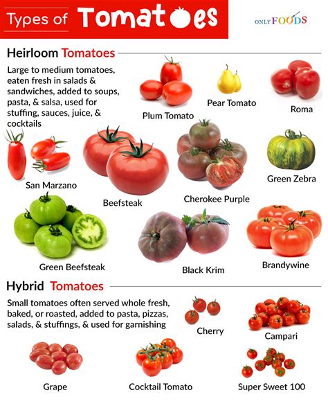 Infographic showing different types of tomatoes suitable for sauce and their flavor profiles