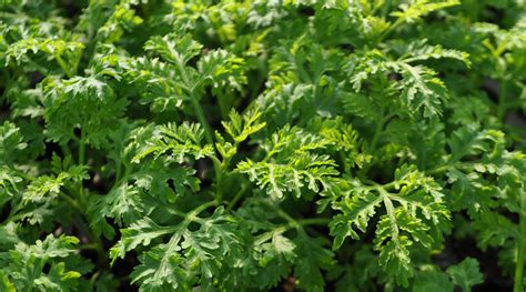 Tematska fotografija: Sladki pelin (Artemisia annua) v cvetu, nabiran v suhem vremenu
