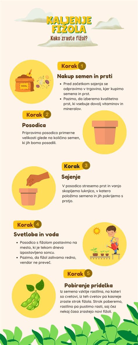 shema rasti fižola od kalitve do zorenja strokov