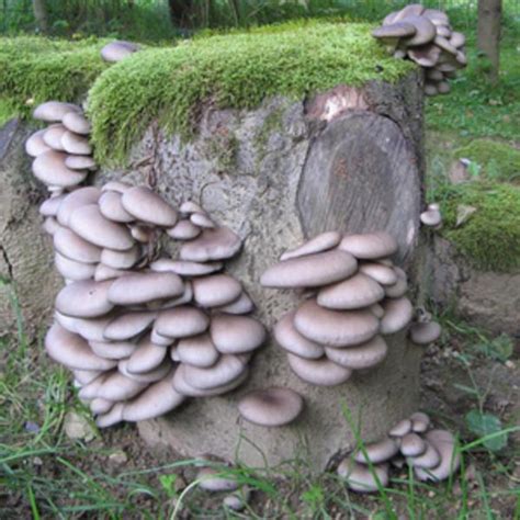 Kolekcija različnih vrst gob, ki se lahko gojijo doma (bukov ostrigar, šitake, reiši)