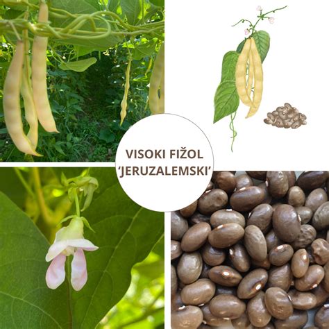 Visoki in nizki fižol v vrtu - primerjava rasti