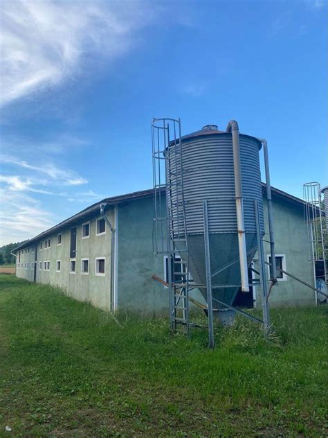 Fotografija: piščančja farma v Sloveniji, rejci skrbijo za živali