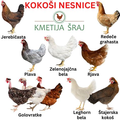 Tematska fotografija kokoši golovratke