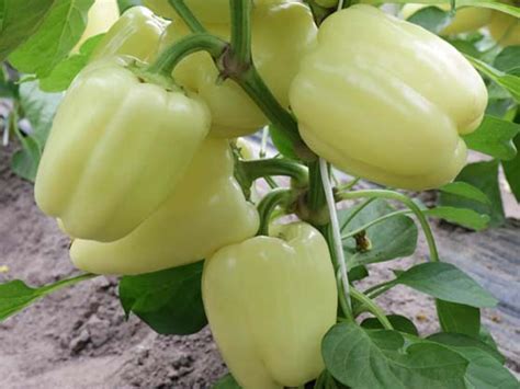 Ilustracija različnih oblik paprik: babura, podolgovata, paradižnikova paprika, feferon.