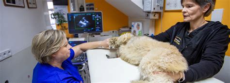 primer veterinarske oznake zdravstvene ustreznosti na mesnem izdelku