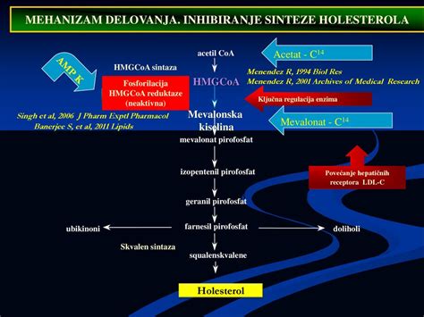 Shema sinteze holesterola in točke delovanja encima HMG-CoA reduktaze ter monakolina K