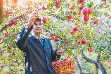 Prikaz optimalne zrelosti jabolk in pravilnega obiranja z drevesa