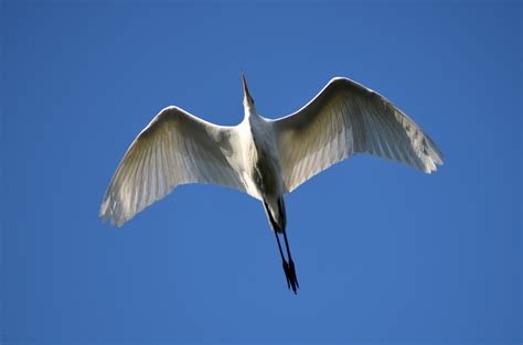 Tematska fotografija goloba v letu ali na mestni ulici