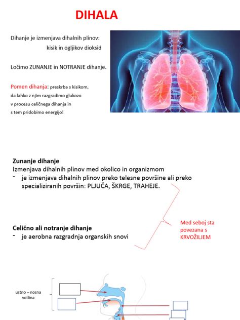 Infografika, ki prikazuje dihalni sistem in kako evkaliptus pomaga pri prehladih