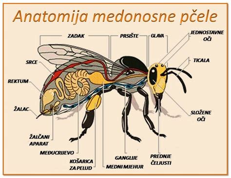 Infografika: Anatomija popolnega burgerja - od spodnje bombice do vrha z dodatki