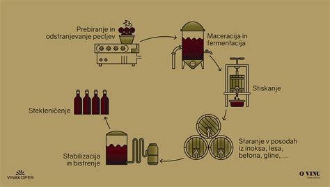Infografika: Postopek naravne fermentacije vina v kis s pomočjo ocetnokislinskih bakterij