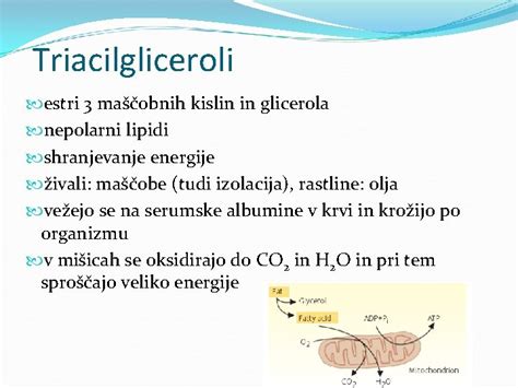 infografika: Primerjava nasičenih in nenasičenih maščobnih kislin