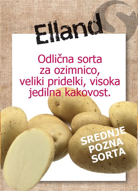 Infografika o debelini semenskega krompirja in pridelku