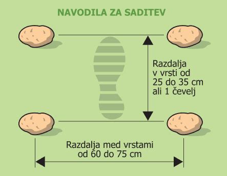 Ilustracija metode sajenja krompirja po Kizimi