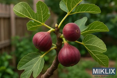 fotografija svežih, zrelih sliv