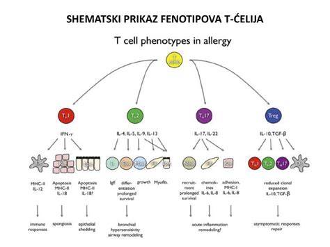 Shematski prikaz razporejanja jabolčnih krhljev v pekaču