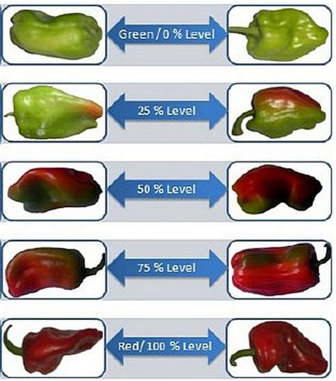 Infographic showing the growth stages of 