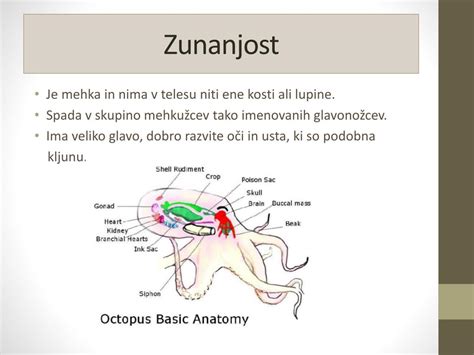 Infografika: notranja anatomija hobotnice