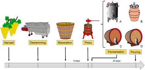 Infographics showing different sizes of fermentation containers