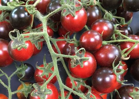 Sorta češnjevega paradižnika 'Black Cherry' z značilnimi temnimi plodovi