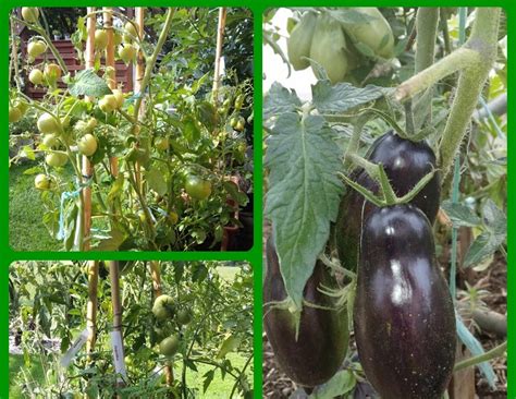 Primerjava oblike češnjevega in grozdnega paradižnika