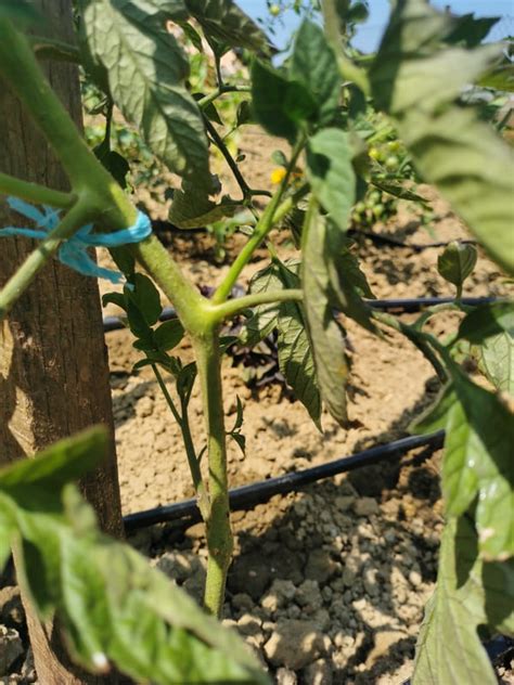 Ilustracija odstranjevanja zalistnikov pri paradižniku