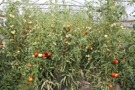 Prikaz pravilnega gnojenja paradižnika