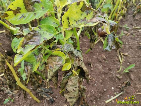 Prikaz simptomov krompirjeve plesni na listih paradižnika