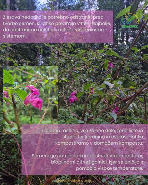 Shema rastline čičerike s koreninskim sistemom in stroki
