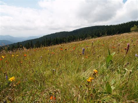 Tematska fotografija slovenskih kmetijskih polj in živine