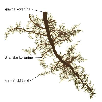 shema: vpliv rjavih alg na rast rastlin in koreninski sistem